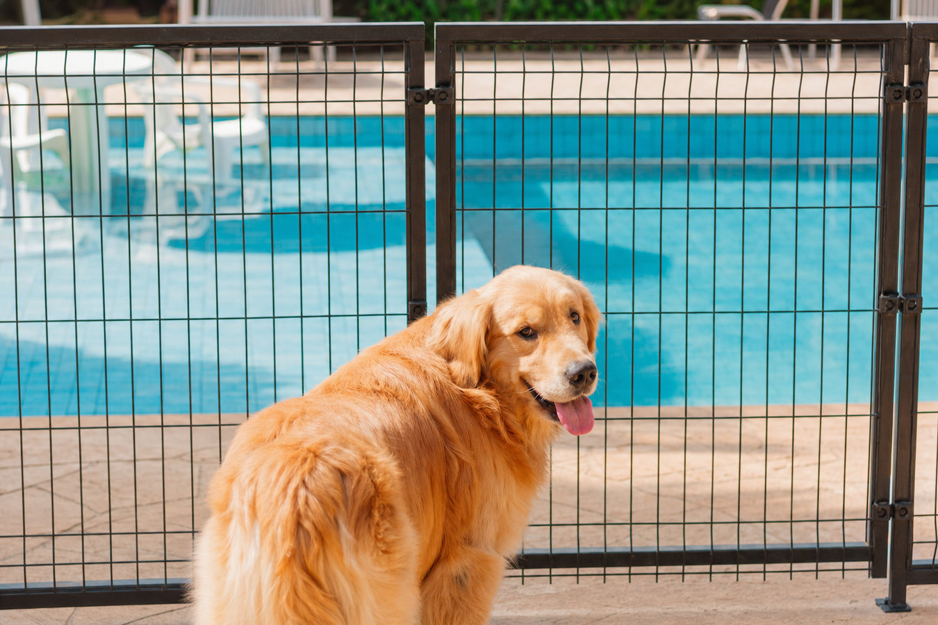 Pet and dog fencing